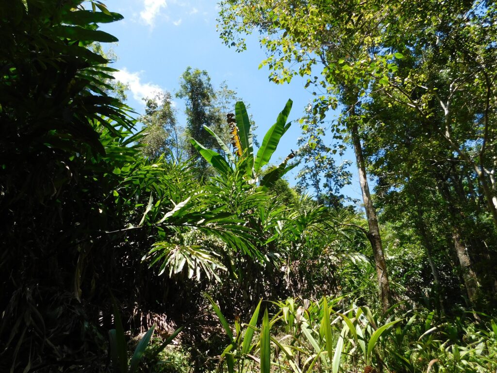 Borneo Kota Kinabalu Ścieżki mojego świata 