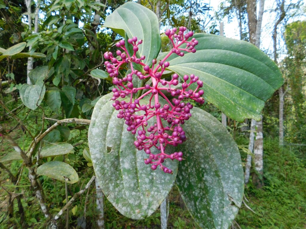 Borneo Kota Kinabalu Ścieżki mojego świata 