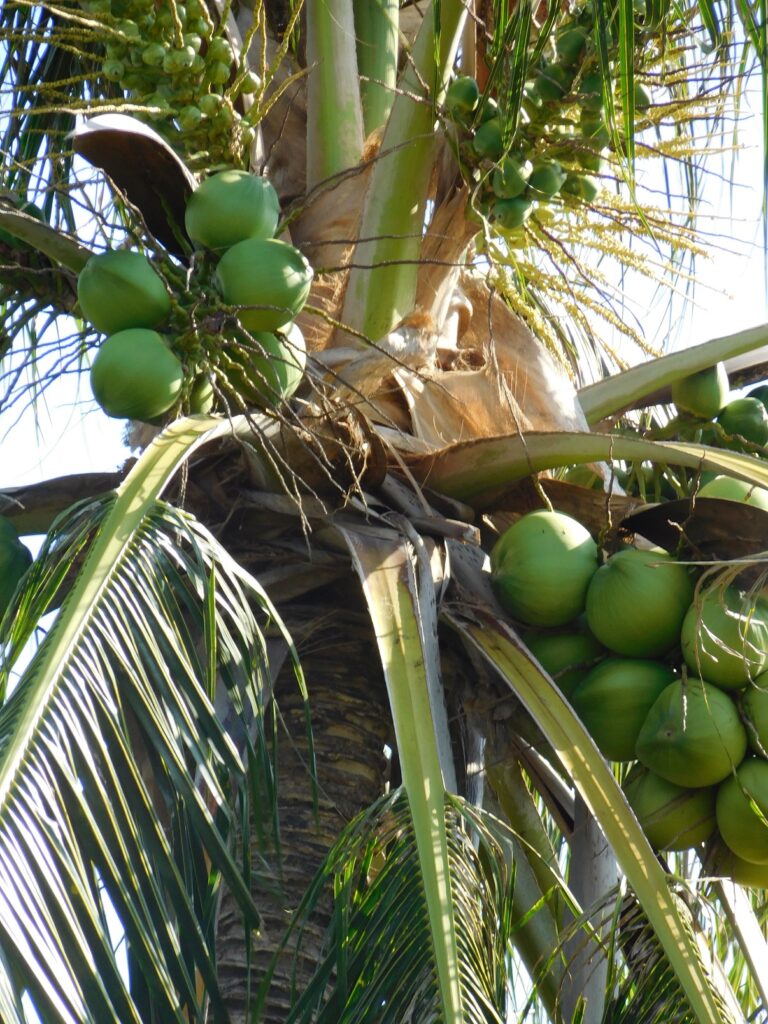 Borneo Kota Kinabalu Ścieżki mojego świata 