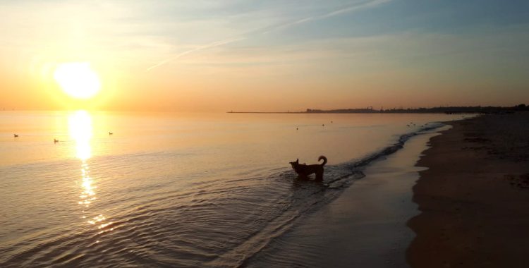 Pies na plaży.