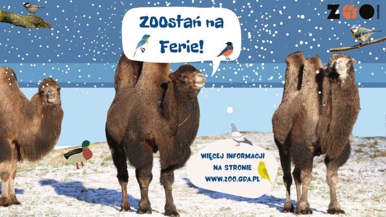 ferie zimowe 2022 Marek Dąbrowski