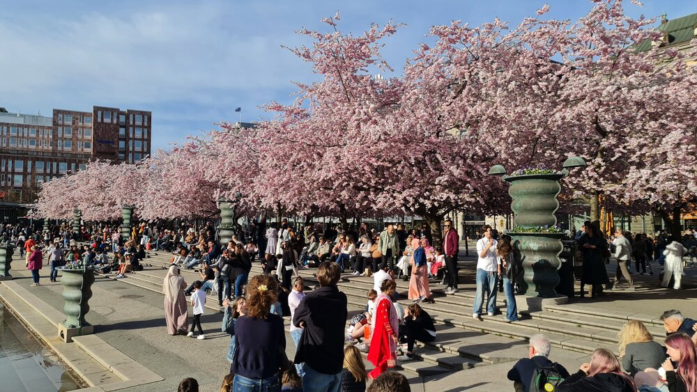 majówka 2026 – Sztokholm i kwitnące wiśnie na city break