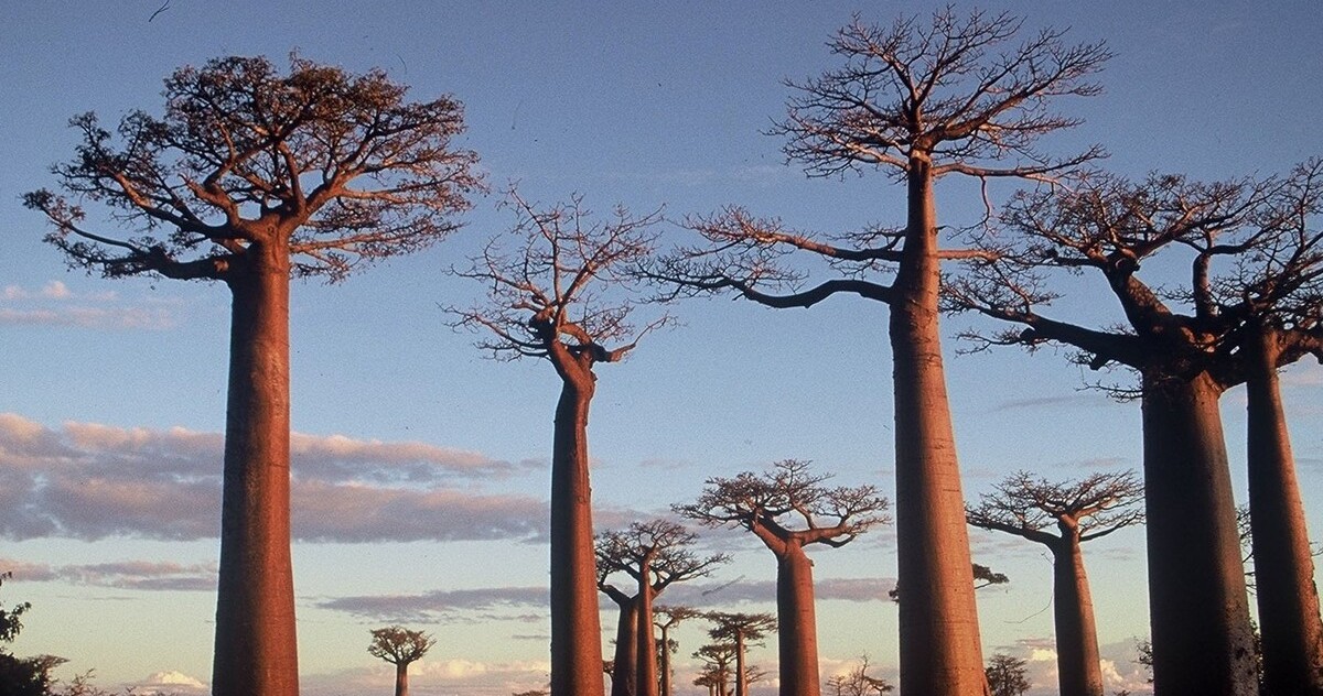 trzykrotnie droższa wiza na Madagaskar – rajska wyspa w Afryce