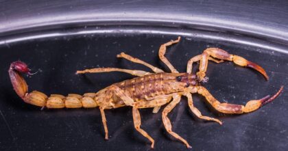 Skorpion przywieziony z wakacji. Zdjęcie ilustracyjne do informacji o skorpionie przywiezionym z wakacji