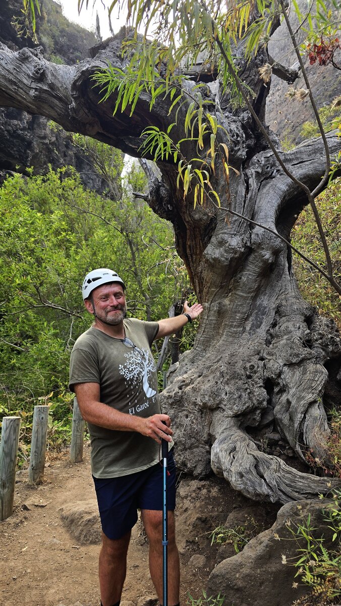 Diabelski Wąwóz na Teneryfie. Marek Dąbrowski z kijkami trekkingowymi i w kasku wskazuje poskręcane drzewo rosnące na dnie Barranco del Infierno.