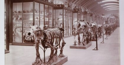 Nowa atrakcja w Londynie. istoryczna galeria Natural History Museum w Londynie z eksponatami dinozaurów