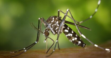 Komar tygrysi na Wyspach Kanaryjskich – Aedes albopictus