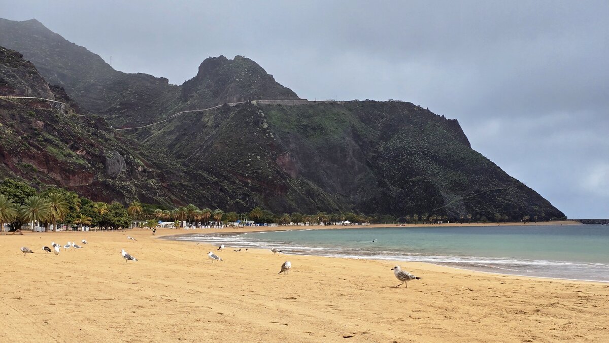 Playa de Las Teresitas w styczniu – mewy i spokojny ocean